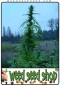 Semillas del Big Bud cannabis