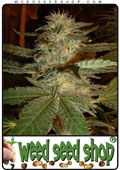 Semillas del Blue Mystic cannabis