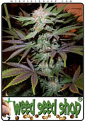 Semillas del Bubblelicious cannabis