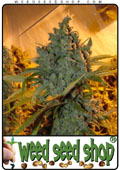 Semillas del Chrystal cannabis