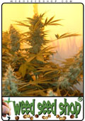 Semillas del Haze 19 x Skunk cannabis