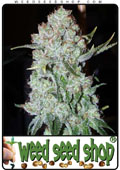 Semillas del Indoor Mix cannabis