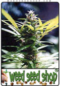Semillas del Master Kush cannabis