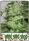 Semillas del Nirvana Special cannabis