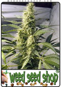 Semillas del Northern Light x Haze cannabis