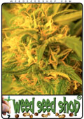Semillas del Northern Lights® cannabis