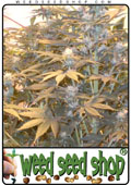 Semillas del Shiva cannabis