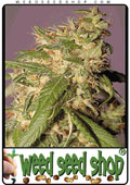 Semillas del Skunk Red Hair cannabis