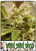 Semillas del Snow White cannabis