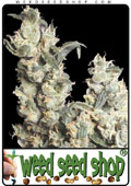 Semillas del Super Skunk cannabis